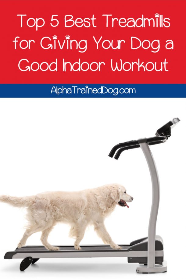 Top 5 Best Dog Treadmills to Give Fido a Good Workout Alpha Trained Dog