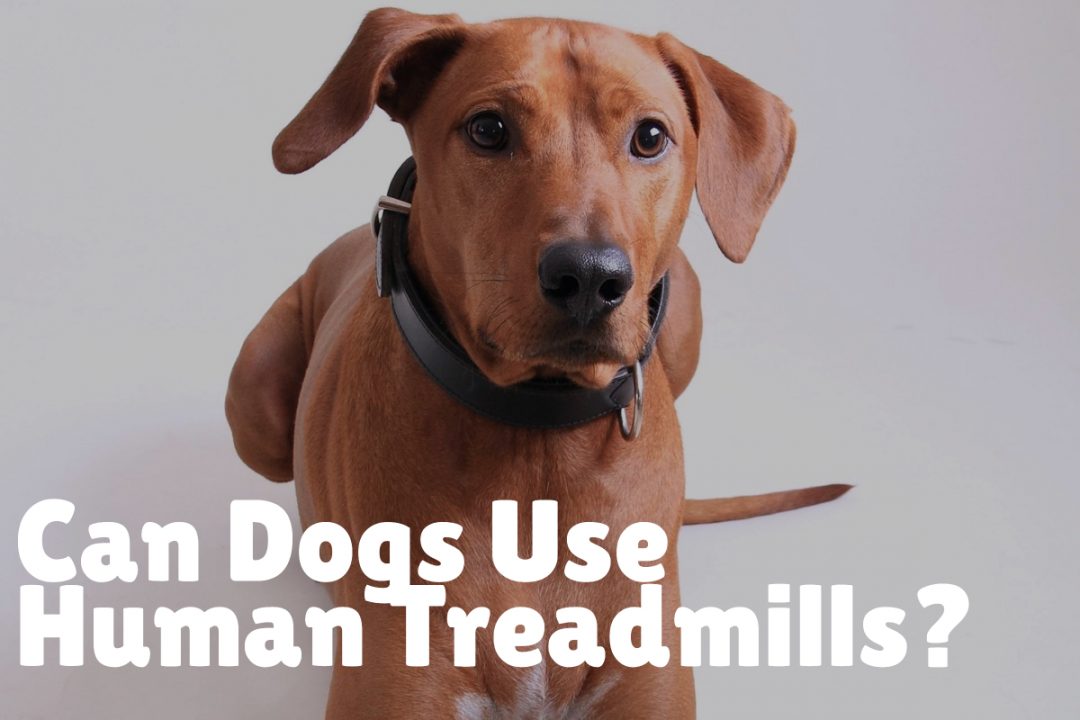 Top 5 Best Dog Treadmills to Give Fido a Good Workout Alpha Trained Dog