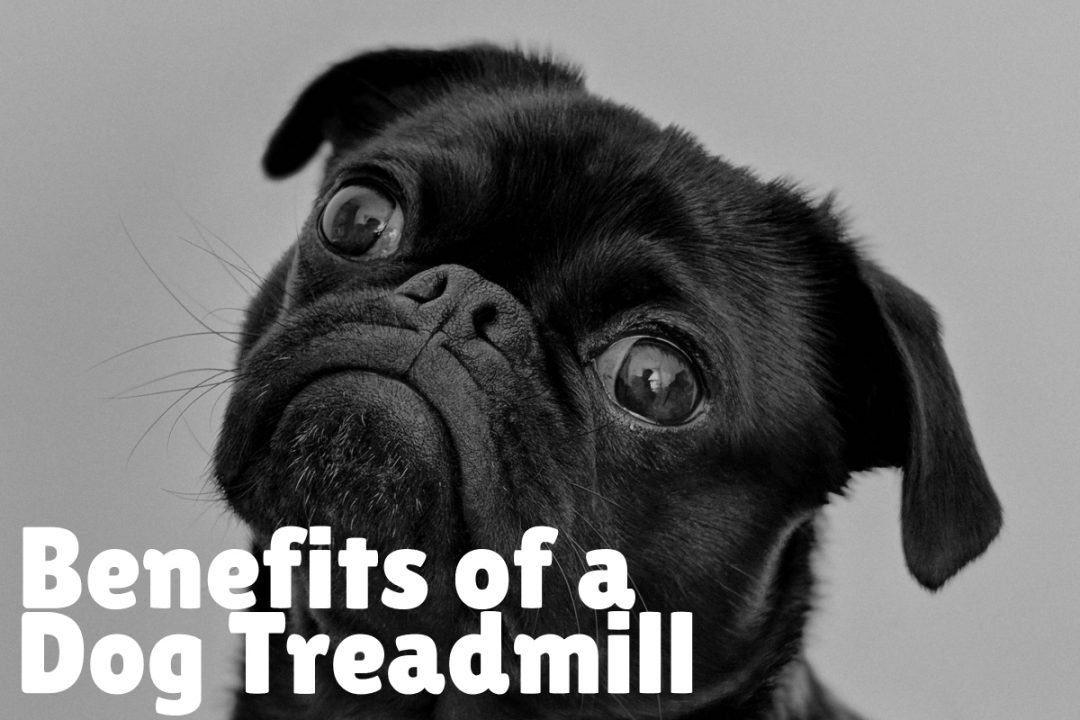 Top 5 Best Dog Treadmills to Give Fido a Good Workout Alpha Trained Dog