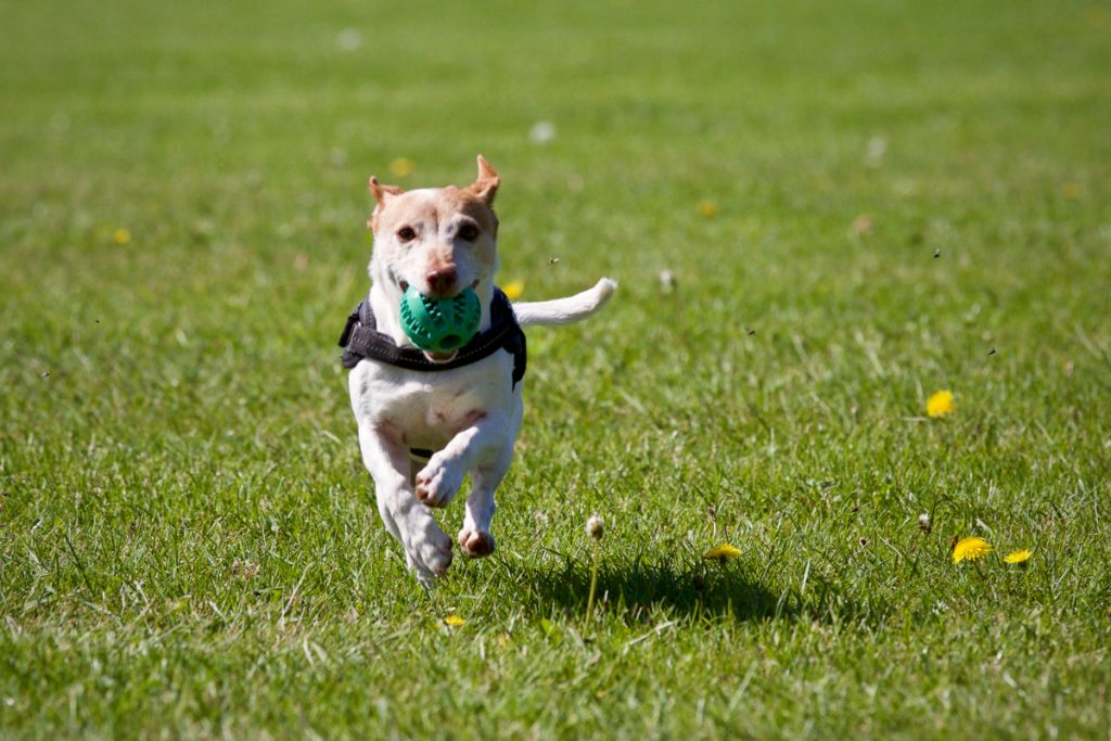 The 7 Best Pieces of Exercise Equipment for Dogs - Alpha Trained Dog