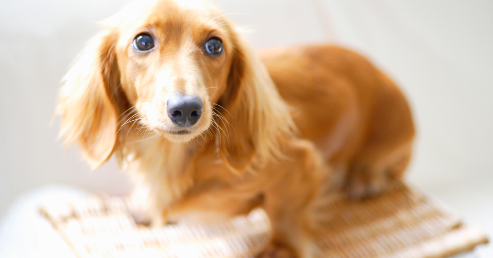 miniature dachshund carry bag