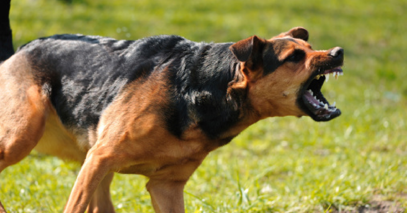 How Much Does It Cost to Train an Aggressive Dog? - Alpha Trained Dog