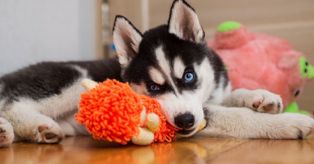 husky dog items