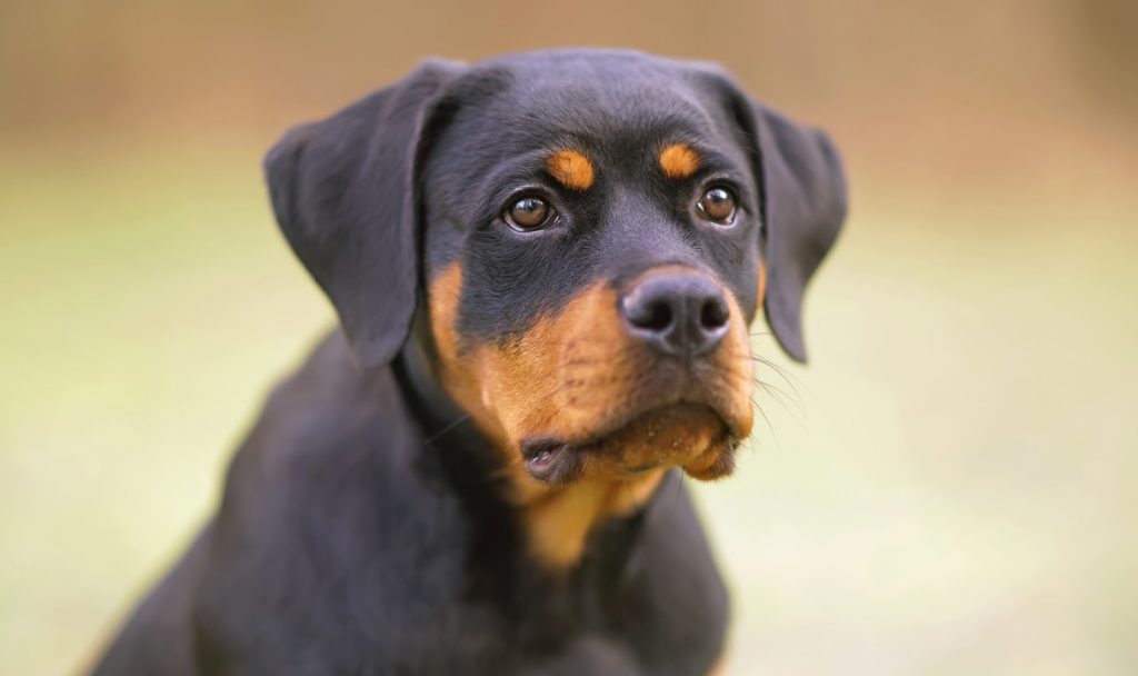 5 Basic Rottweiler Training Commands You Need to Know - Alpha Trained Dog