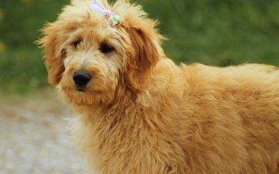 Advanced Dog Training Points For Conditioning