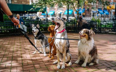Are Dogs REALLY Pack Animals?