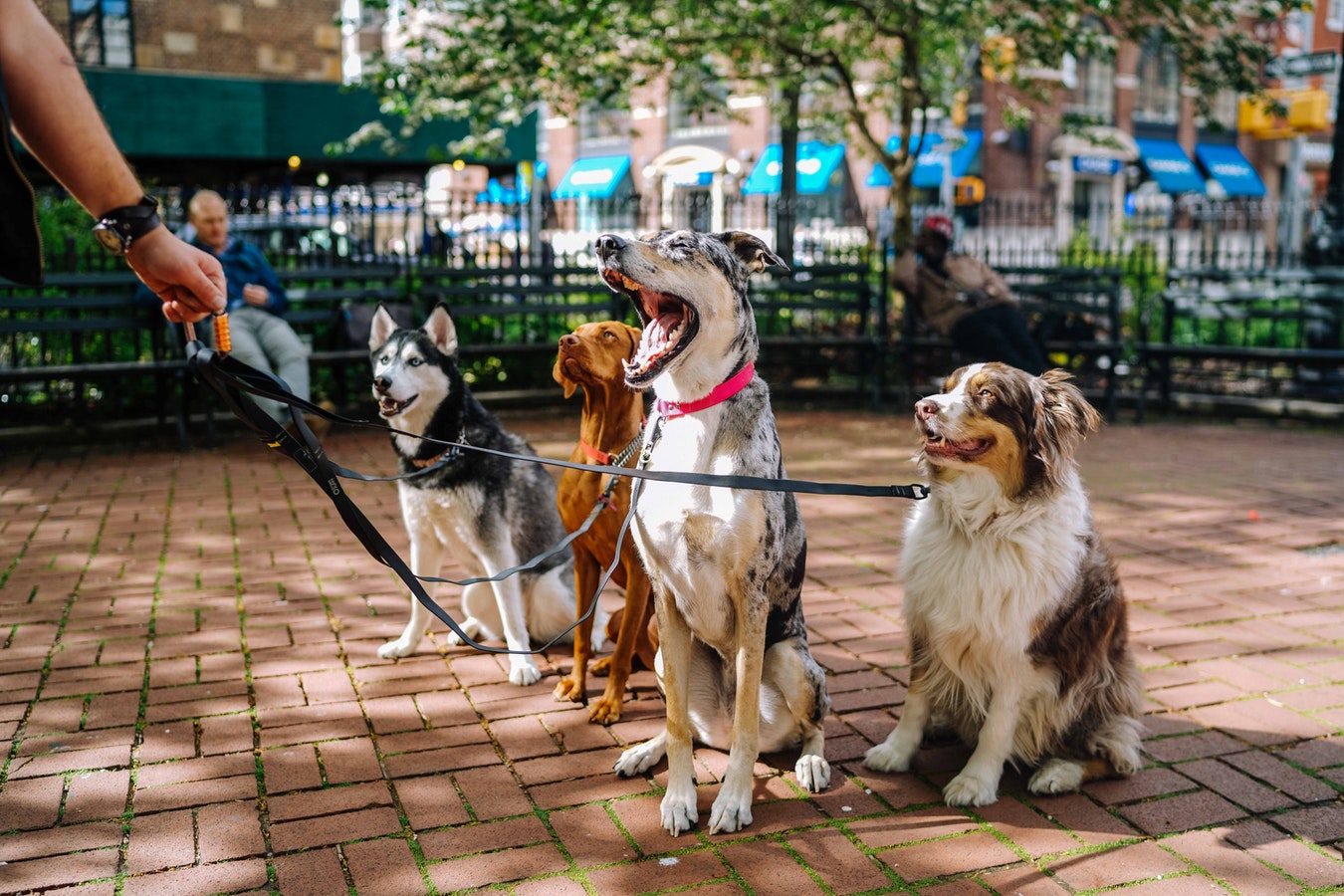 Also called dominance training, this method was made popular by Cesar Milan and his Dog Whisperer show.