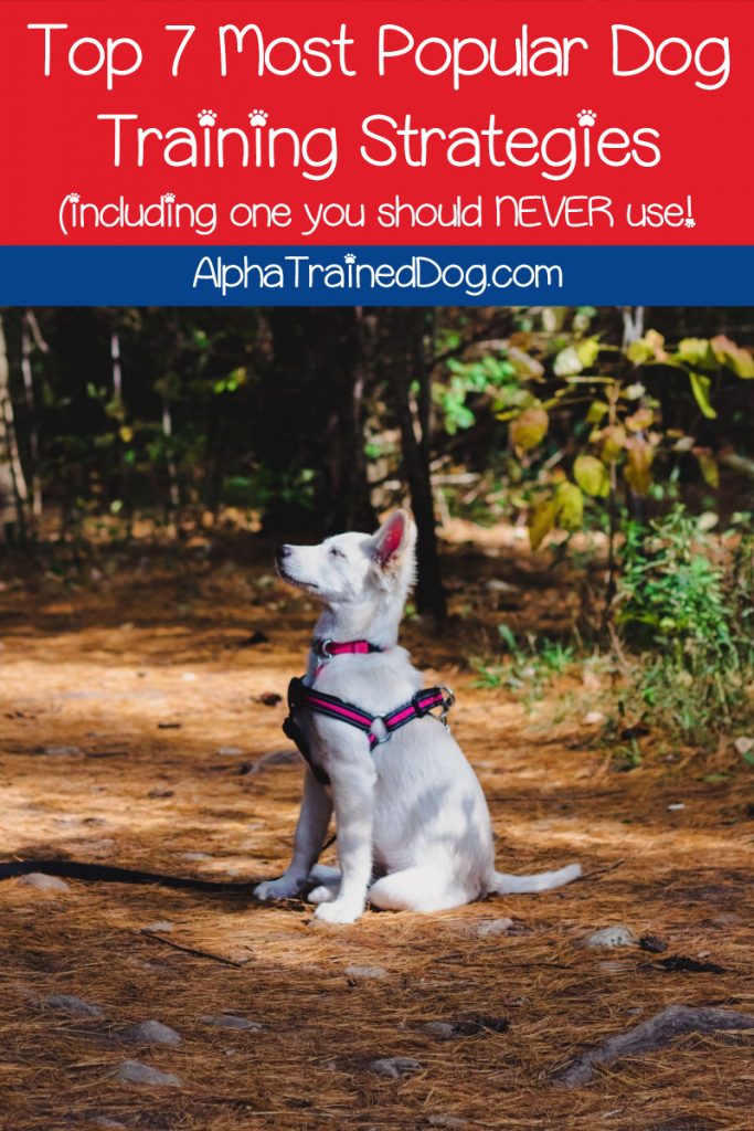 Did you know that there are many different types of dog training strategies? Read on to learn the most popular, including one you should never use!