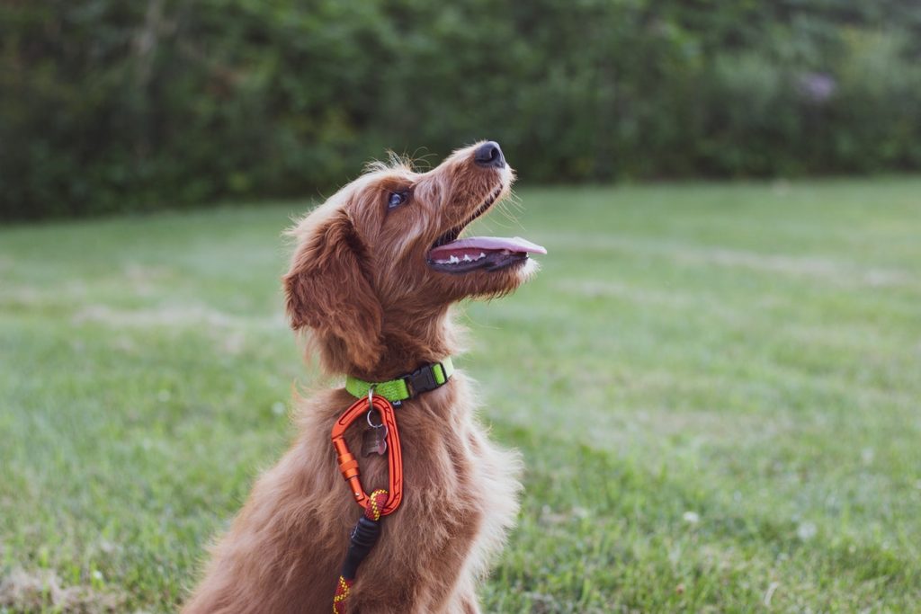 HOW TO CHOOSE THE BEST IN-HOME DOG TRAINER
