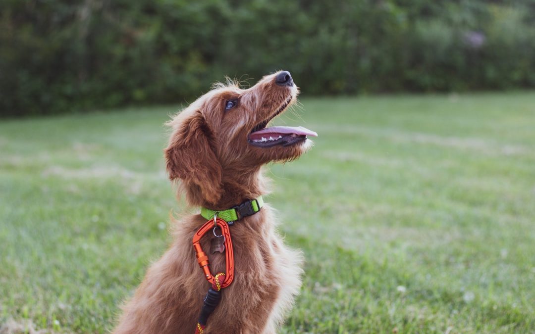 Top 7 Most Popular Dog Training Strategies (Including One You Should NEVER Use!)