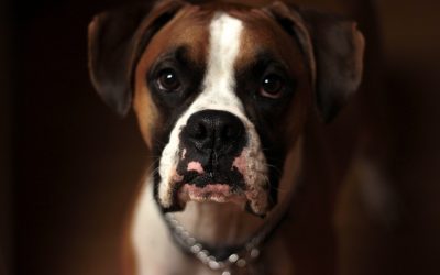 Are Ultrasonic Anti-barking Devices Worth Trying?