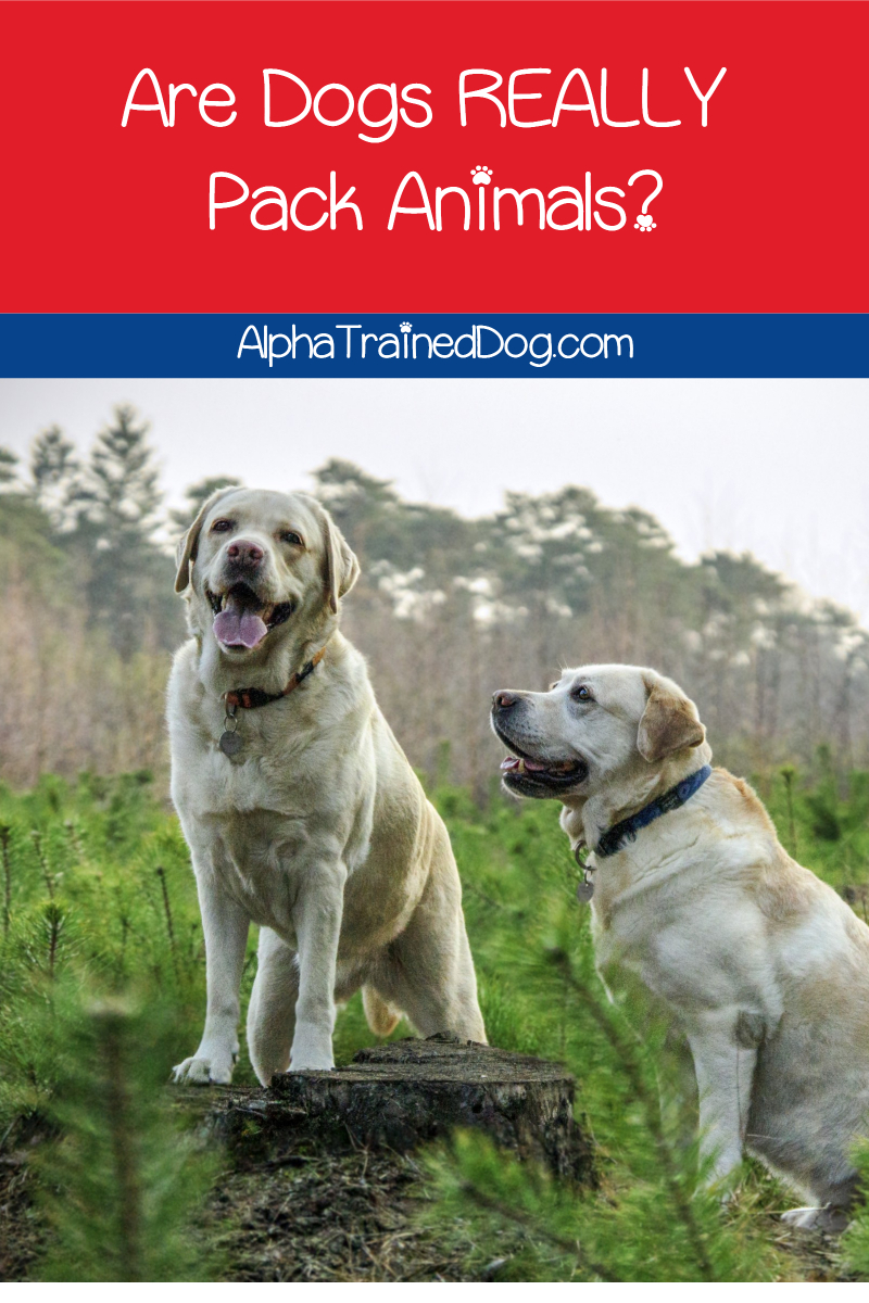 Are Dogs REALLY Pack Animals? Alpha Trained Dog