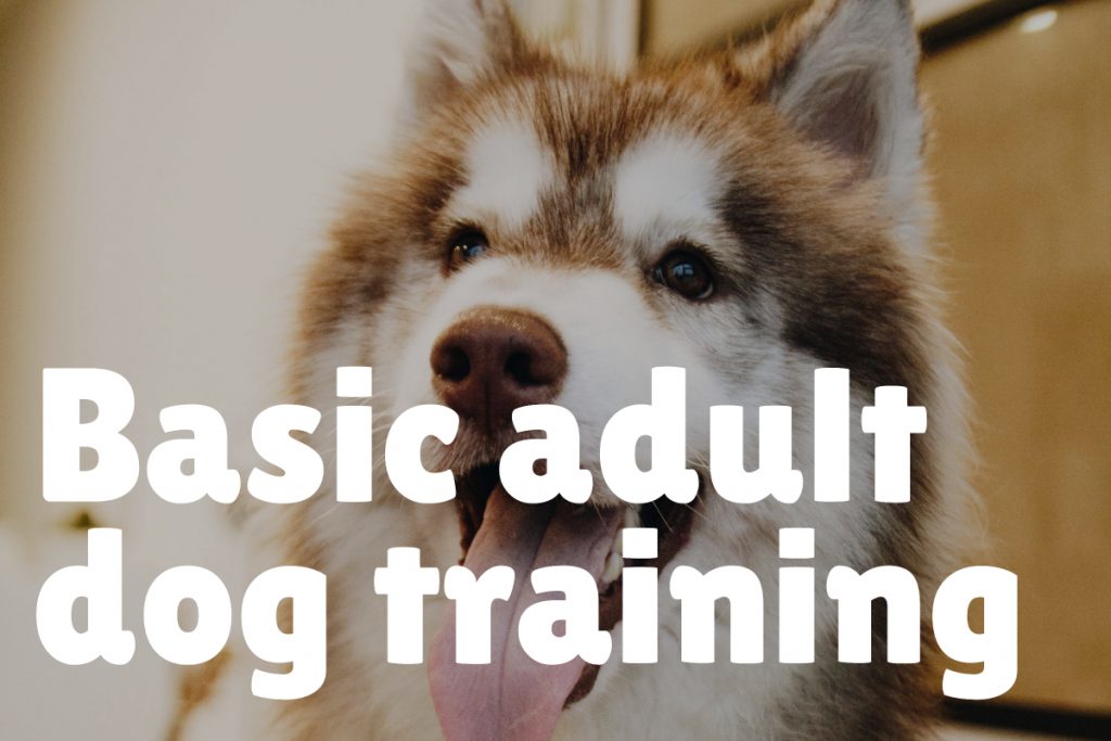 2. Basic Adult Dog Training