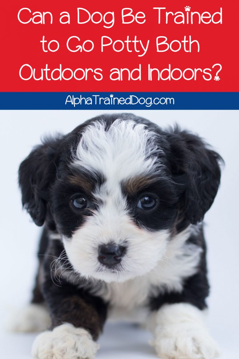 Can a Dog Be Trained to Go Potty Both Outdoors and Indoors?