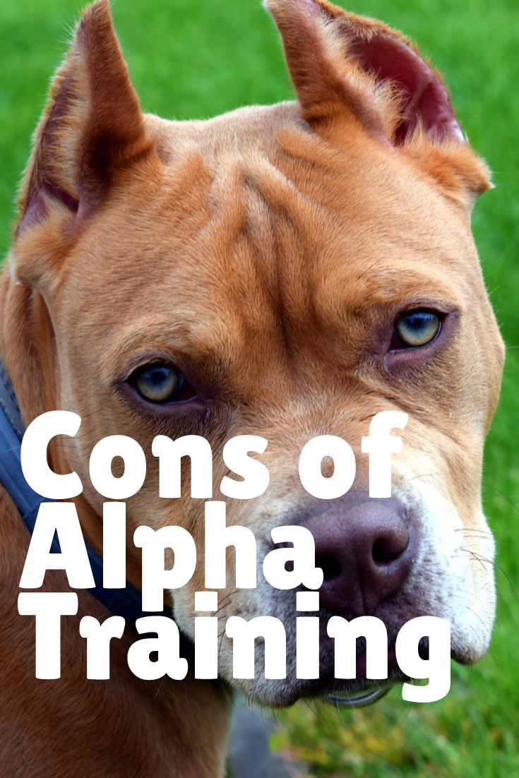 What Exactly Are Alpha Dog Training Methods? - Alpha Trained Dog - Training Method Of An Alpha: Totally Obsessed