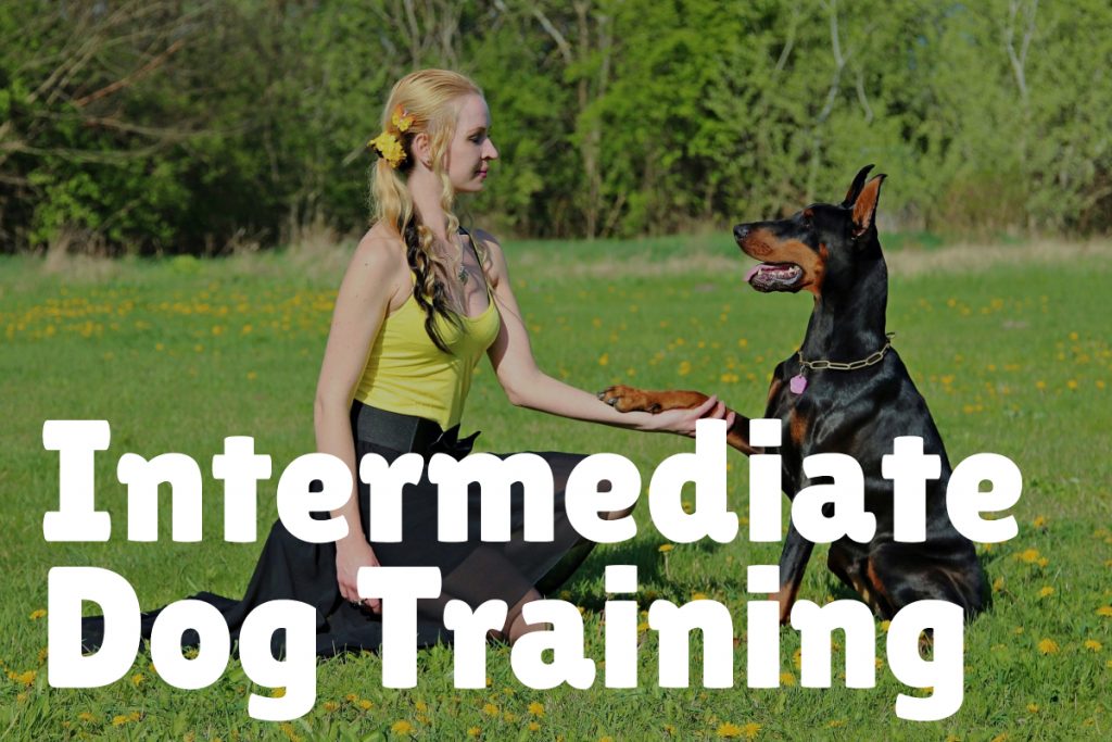 3. Intermediate Dog Training