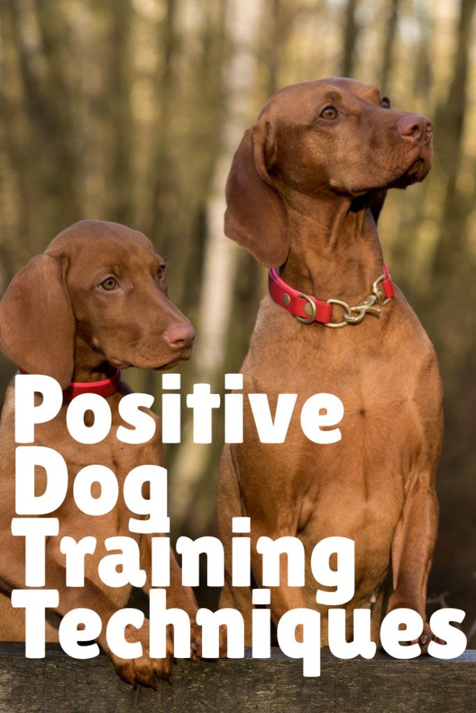 Positive Dog Training Techniques