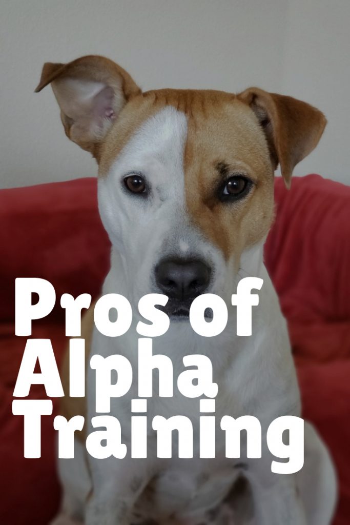 Pros of Alpha Dog Training