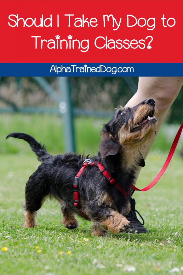 Should I Take My Dog to Training Classes? Alpha Trained Dog