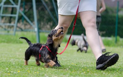 Should I Take My Dog to Training Classes?