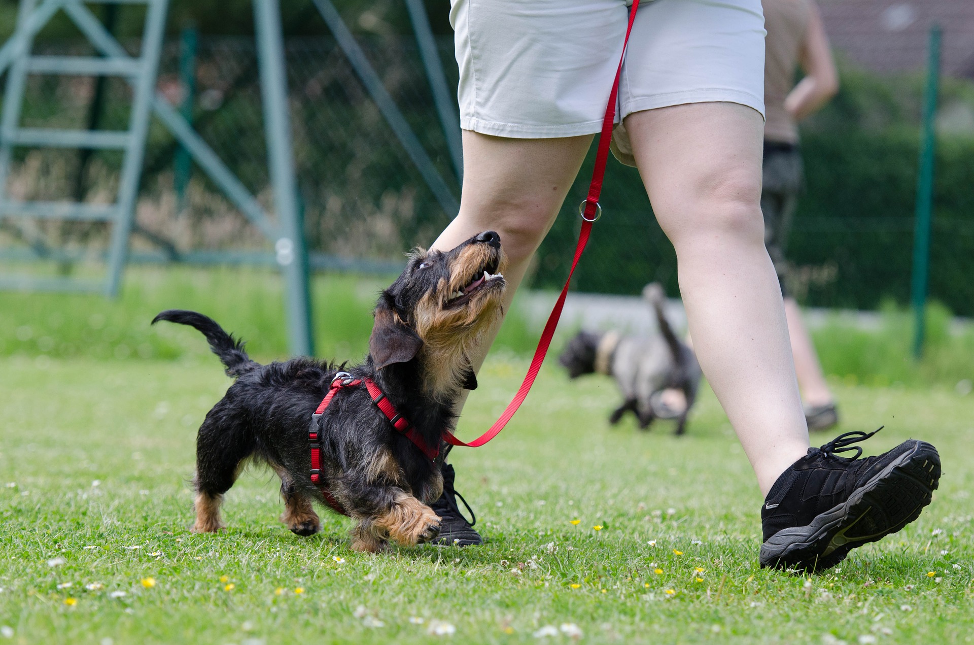 Should I Take My Dog to Training Classes? Alpha Trained Dog