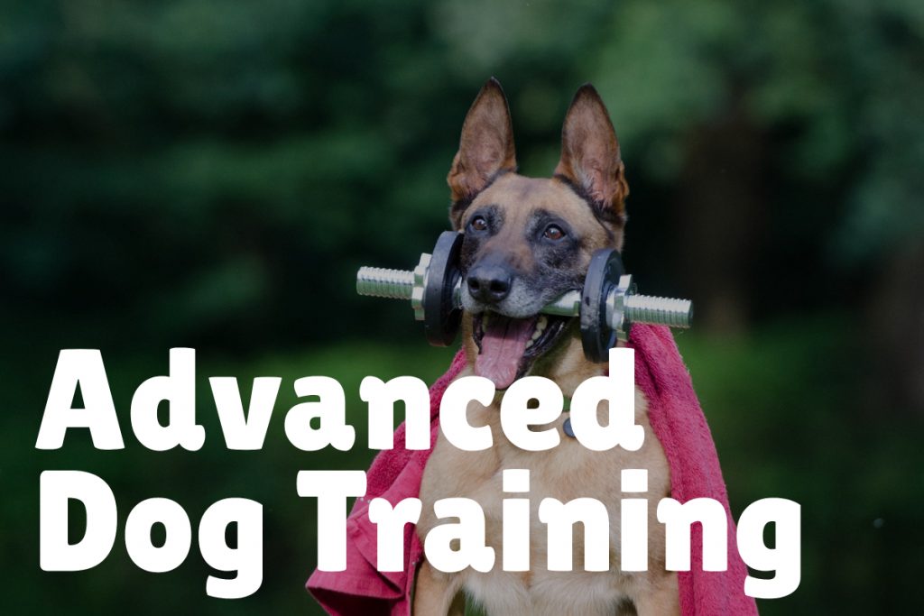 4. Advanced Training