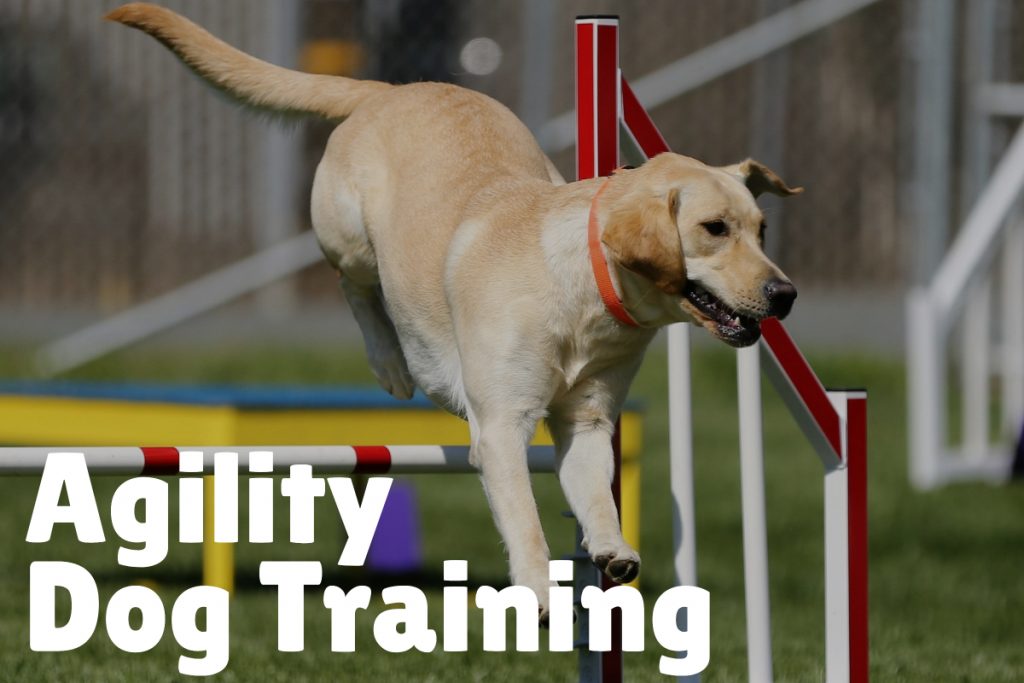 7.  Agility Dog Training