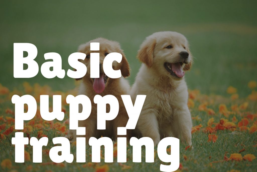 1. Basic Puppy Training