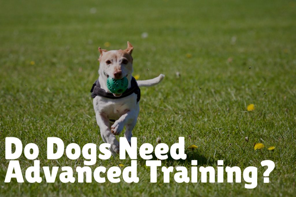 Do Dogs Need Advanced Training?
