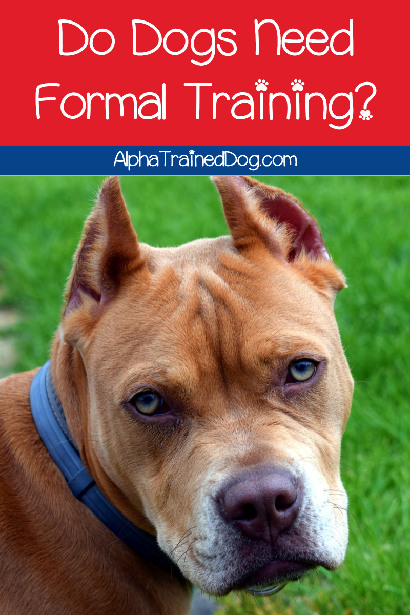 Do dogs really need formal training? The answer may surprise you! Find out what it is. 