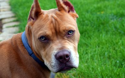 Do Dogs Really Need Training?