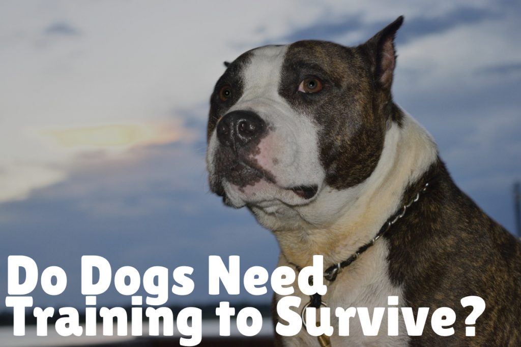 If you define "need" as something that one requires to survive, then no, dogs don't need training. 