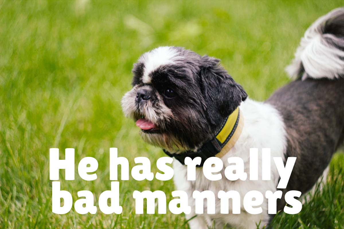 Should I Take My Dog to Training Classes? Alpha Trained Dog