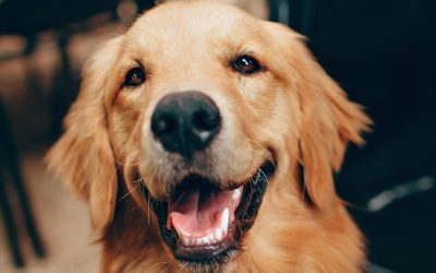 Dog Training Classes: What Should You Know to Choose the Right One?