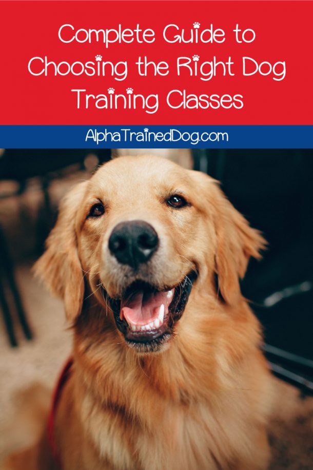 Dog Training Classes What to Know & How to Choose the Right One