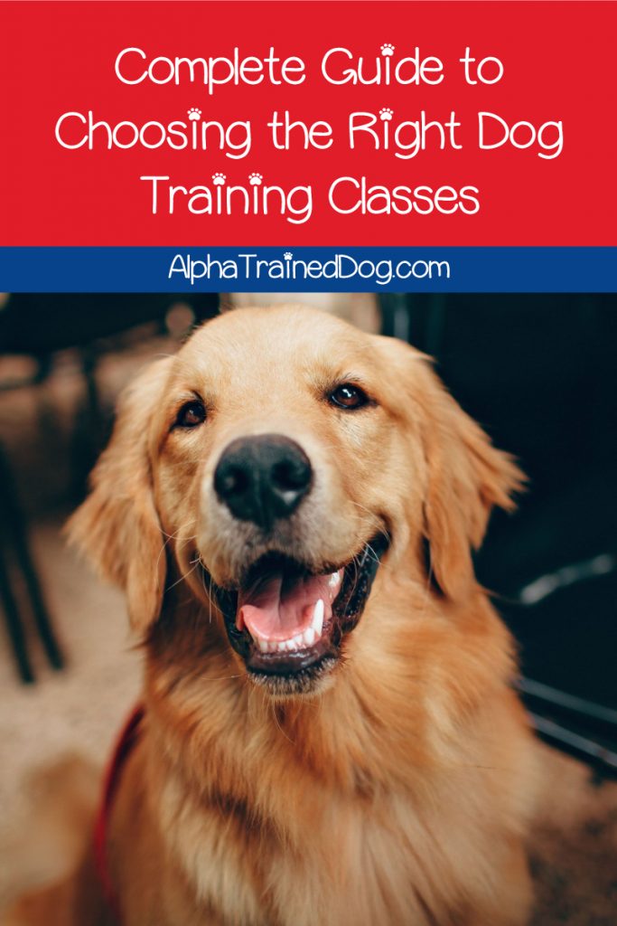 Need some help choosing the best dog training classes? Read on for our complete guide to the different types of classes and how to pick the best trainer!