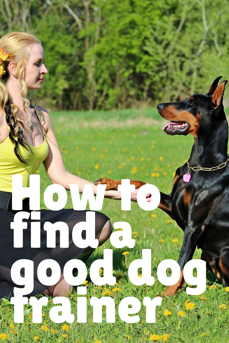 What is Positive Reinforcement Dog Training? Alpha Trained Dog