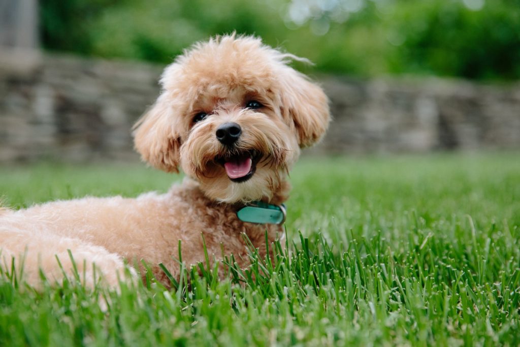 Can a Dog Be Trained to Go Potty Both Outdoors and Indoors?