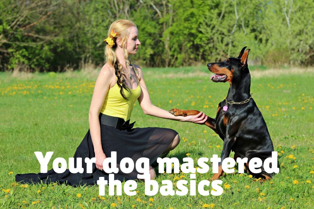 Your dog mastered the basics but is having a hard time with advanced commands