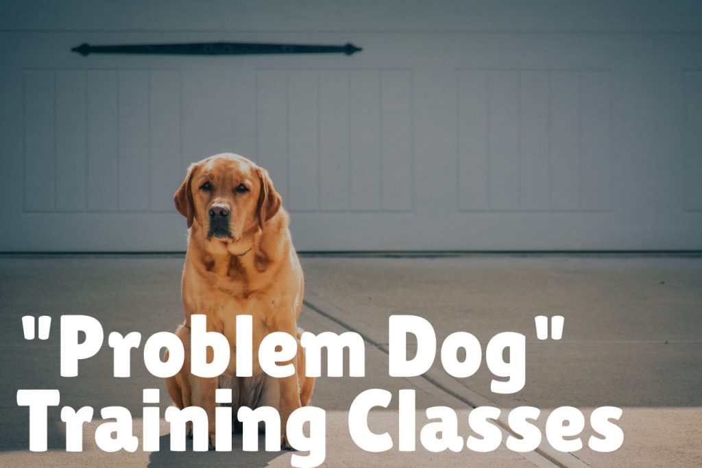 6. "Problem Dog" Training