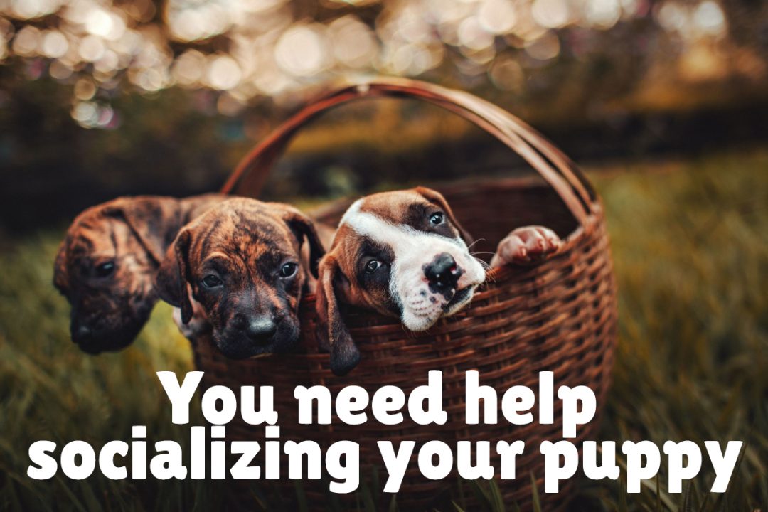 Should I Take My Dog to Training Classes? Alpha Trained Dog