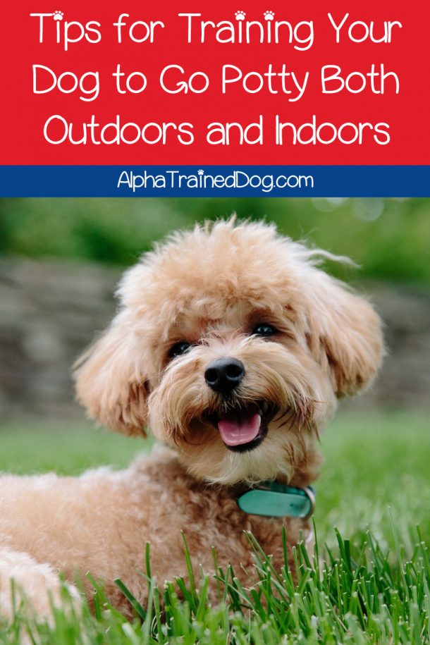 Can a Dog Be Trained to Go Potty Both Outdoors and Indoors?