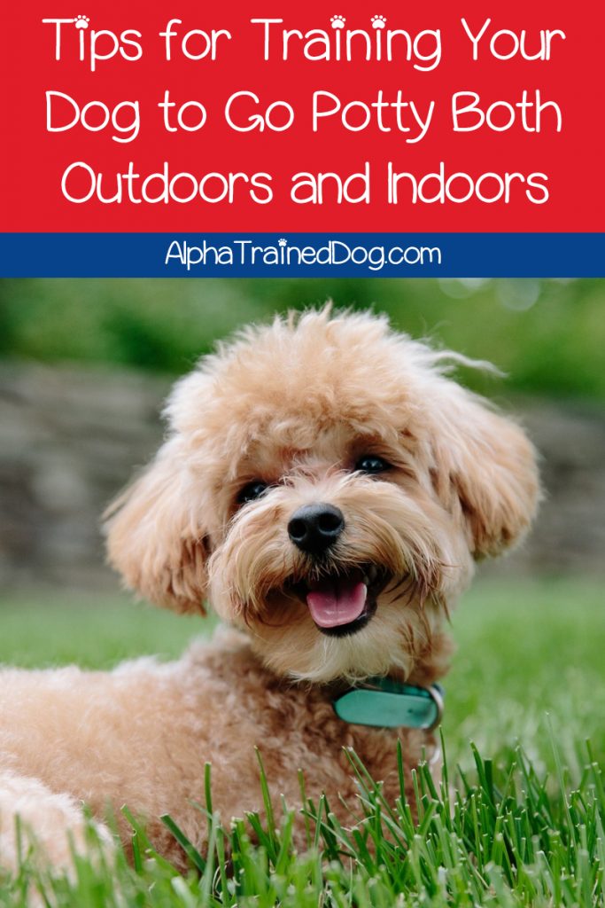 Can a dog be trained to go potty both outdoors and indoors? In theory, yes. Read on to find out how to make it work for your dog!