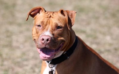 What Exactly Are Alpha Dog Training Methods?