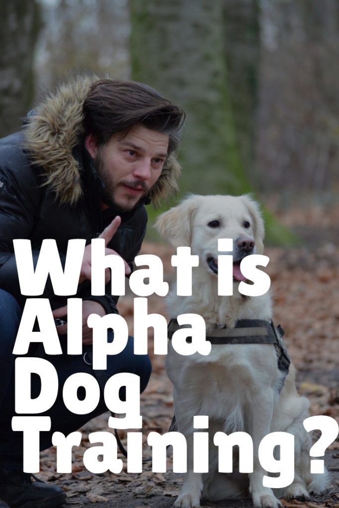 how do you train an alpha dog