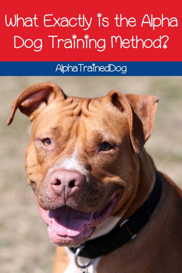 What Exactly Are Alpha Dog Training Methods? - Alpha Trained Dog - Training Method Of An Alpha: Totally Obsessed