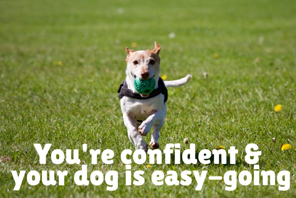 You're confident in your training skills AND your dog is a fairly easy-going pooch