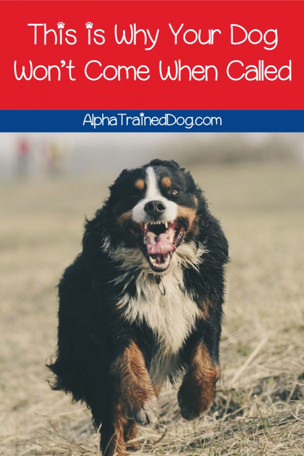 This is Why Your Dog Won’t Come When Called Alpha Trained Dog