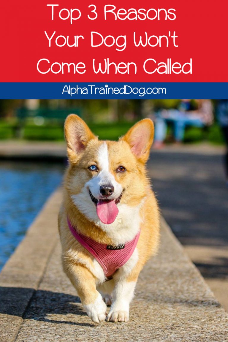 This is Why Your Dog Won’t Come When Called Alpha Trained Dog