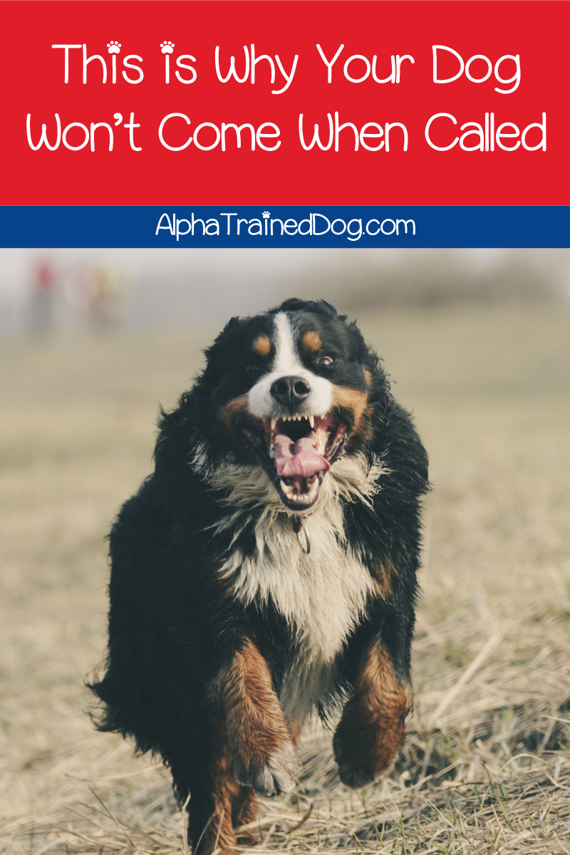 This is Why Your Dog Won’t Come When Called Alpha Trained Dog